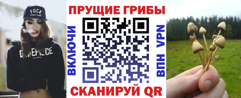 Псилоцибиновые грибы Cubensis  где купить   Тотьма 